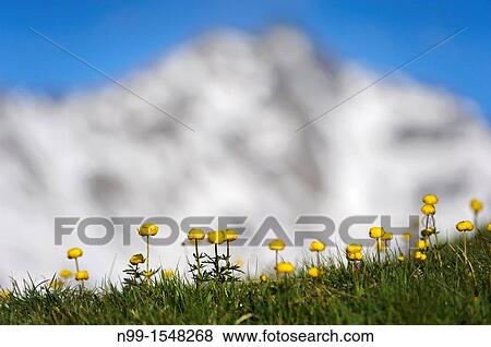 Globe flower Trollius europaeus, alpine meadow, in front of snow-covered peak, high mountain range, National Park Ecrins, Alps France View Large Photo Image Stock Photo - Globe flower Trollius europaeus, alpine meadow, in front of snow-covered peak, high mountain range, National Park Ecrins, Alps France. Fotosearch