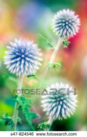 Globe Thistle. Echinops ritro. View Large Photo Image Stock Photograph - Globe Thistle. Echinops ritro.. Fotosearch
