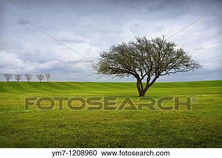 Gloomy Live Oak - Brazos County, Texas View Large Photo Image Stock Image - Gloomy Live Oak - Brazos County, Texas. Fotosearch