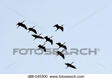 Glossy Ibis (Plegadis falcinellus). View Large Photo Image Stock Image - Glossy Ibis (Plegadis falcinellus).. Fotosearch