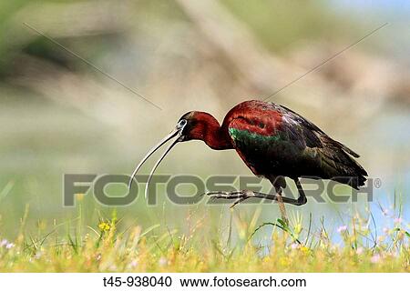 Glossy Ibis (Plegadis falcinellus). Lake Kerkini, Greece View Large Photo Image Stock Image - Glossy Ibis (Plegadis falcinellus). Lake Kerkini, Greece. Fotosearch