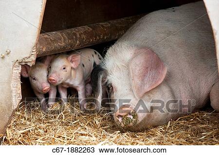 Stock Image - Gloucester Oldspot Piglets looking from sty, rare breed. Fotosearch