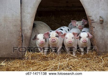 Gloucester Oldspot Piglets looking from sty, rare breed View Large Photo Image Stock Photo - Gloucester Oldspot Piglets looking from sty, rare breed. Fotosearch