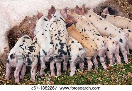 Stock Photo - Gloucester Oldspot Piglets suckling from sow. Fotosearch