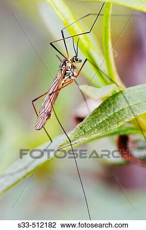 Stock Image - Gnat on rock rose leaf (Cistus sp. ). Fotosearch