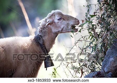 Stock Image - Goat, Majorca, Balearic Islands, Spain.. Fotosearch