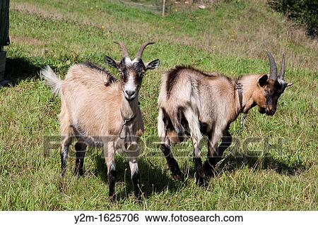 Stock Photograph - goat red. Fotosearch