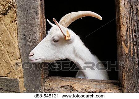 Stock Image - Goat.. Fotosearch