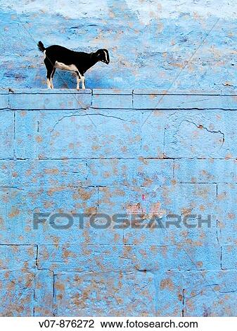 Goat, Varanasi, Uttar Pradesh, India View Large Photo Image Stock Image - Goat, Varanasi, Uttar Pradesh, India. Fotosearch