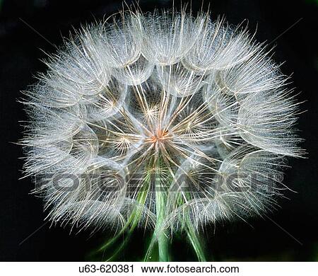 Goat's beard. Asteraceae. Tragopogon. Michigan, USA. View Large Photo Image Stock Image - Goat's beard. Asteraceae. Tragopogon. Michigan, USA.. Fotosearch