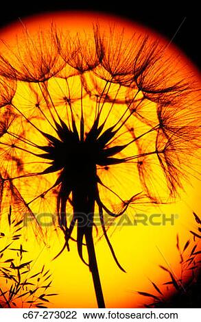 Goat's Beard (Tragopogon pratensis) at sunset. Bucks, UK View Large Photo Image Stock Image - Goat's Beard (Tragopogon pratensis) at sunset. Bucks, UK. Fotosearch
