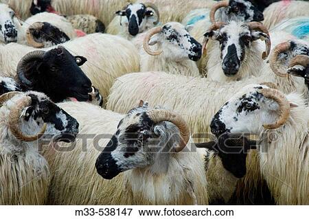 Goats. Dingle peninsula. Co. Kerry. Ireland. View Large Photo Image Stock Photo - Goats. Dingle peninsula. Co. Kerry. Ireland.. Fotosearch