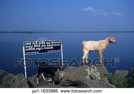 Stock Photograph - Goats on lakeside rocks, lake Topawewa, Polonnaruwa, Sri Lanka. Fotosearch