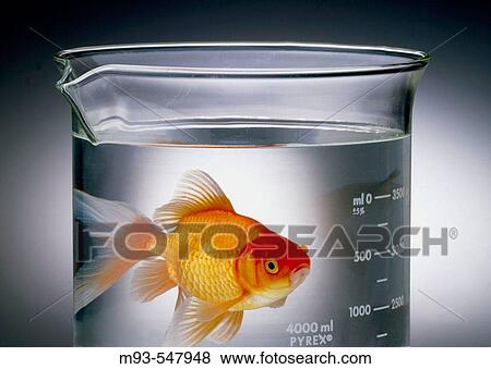 Godfish swimming in beaker of clear liquid, looking at camera View Large Photo Image Stock Photo - Godfish swimming in beaker of clear liquid, looking at camera. Fotosearch