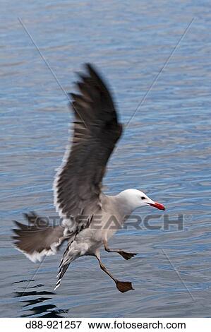 Goeland de heermann Heermann's Gull Larus heermanni Order: Charadriiformes Family: Laridae View Large Photo Image Stock Photo - Goeland de heermann Heermann's Gull Larus heermanni Order: Charadriiformes Family: Laridae. Fotosearch