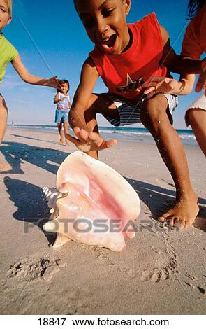 Going for seashell View Large Photo Image Stock Photo - Going for seashell. Fotosearch