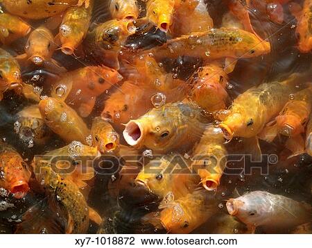 Stock Image - Gold and orange fish wait to be fed in a pond. Fotosearch
