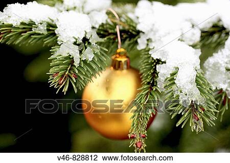 Gold Christmas ball on snowy fir tree A gold ball hangs on a snow covered fir tree View Large Photo Image Stock Image - Gold Christmas ball on snowy fir tree A gold ball hangs on a snow covered fir tree. Fotosearch