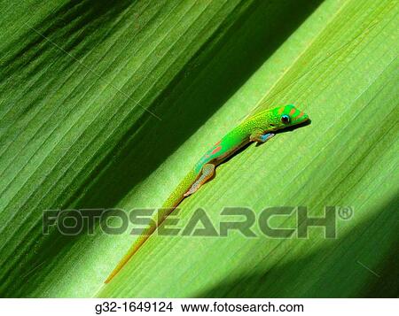 Picture - Gold Dust Day Gecko (Phelsuma laticauda laticauda) on leaf, Hawai? i, USA. Fotosearch