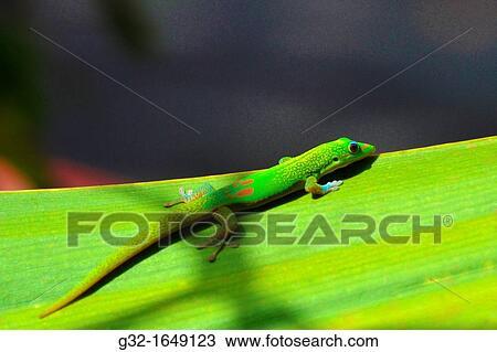 Gold Dust Day Gecko (Phelsuma laticauda laticauda) on leaf, Hawai? i, USA View Large Photo Image Stock Image - Gold Dust Day Gecko (Phelsuma laticauda laticauda) on leaf, Hawai? i, USA. Fotosearch
