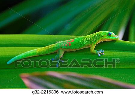Stock Photograph - Gold Dust Day Gecko (Phelsuma laticauda laticauda), native to Madagascar, photographed in Hawai'i.. Fotosearch