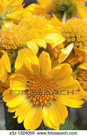 Gold Goblin Gaillardia blossoms in a green vase View Large Photo Image Stock Photo - Gold Goblin Gaillardia blossoms in a green vase. Fotosearch