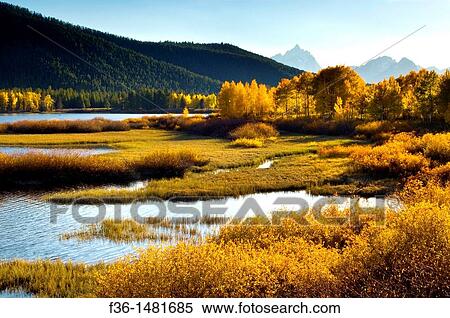 Golden autumn leaves in fall on trees below the Teton Range mountains, Grand Teton National Park, Wyoming View Large Photo Image Stock Photography - Golden autumn leaves in fall on trees below the Teton Range mountains, Grand Teton National Park, Wyoming. Fotosearch