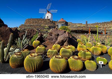 Golden Barrel Cactus or Golden Ball (Echinocactus grusonii). View Large Photo Image Stock Image - Golden Barrel Cactus or Golden Ball (Echinocactus grusonii).. Fotosearch