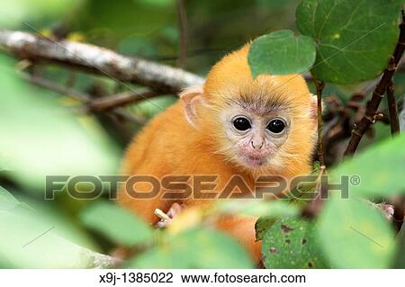 Golden color Baby of Silver Leaf Langur at Bako National Park, Sarawak, Malaysia. View Large Photo Image Stock Image - Golden color Baby of Silver Leaf Langur at Bako National Park, Sarawak, Malaysia.. Fotosearch