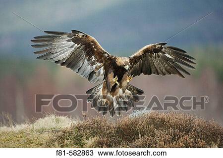Stock Image - Golden Eagle (Aquila chrysaetos) adult in flight preparing to land on rock. Scotland. March 2006. (captive-bred). Fotosearch