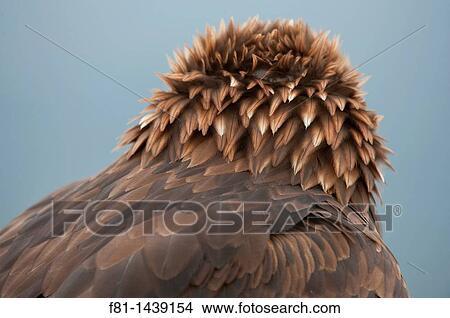 Golden eagle Aquila chrysaetos close-up of head feathers Scotland, February 2010 taken in controlled conditions View Large Photo Image Picture - Golden eagle Aquila chrysaetos close-up of head feathers Scotland, February 2010 taken in controlled conditions. Fotosearch