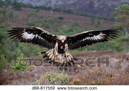 Stock Photo - Golden Eagle (Aquila chrysaetos). Fotosearch