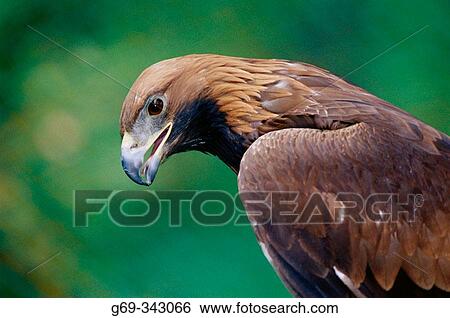 Stock Photograph - Golden Eagle (Aquila chrysaetos). V? sterbotten, Sweden. Fotosearch