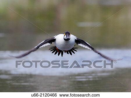 Golden eye, J? mtland, Sweden. View Large Photo Image Stock Photograph - Golden eye, J? mtland, Sweden.. Fotosearch