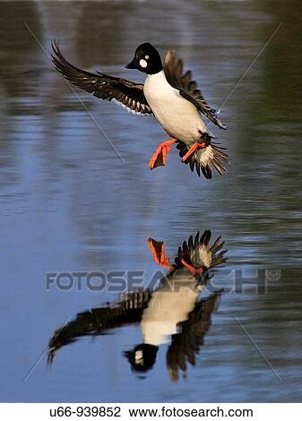 Stock Image - Golden eye, Sm? land, Sweden. Fotosearch