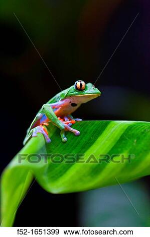 GOLDEN-EYED LEAF FROG - RANA DE HOJA DE OJOS DORADOS Agalychnis annae, Costa Rica, Central America, America View Large Photo Image Stock Photo - GOLDEN-EYED LEAF FROG - RANA DE HOJA DE OJOS DORADOS Agalychnis annae, Costa Rica, Central America, America. Fotosearch