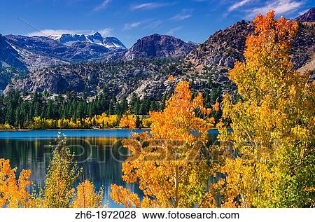 Golden fall aspen at June Lake, Inyo National Forest, Sierra Nevada Mountains, California USA. View Large Photo Image Stock Photo - Golden fall aspen at June Lake, Inyo National Forest, Sierra Nevada Mountains, California USA.. Fotosearch