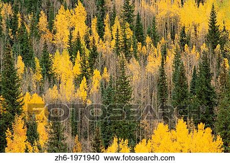 Golden fall aspens and firs in the San Juan Mountains, Uncompahgre National Forest, Colorado USA. View Large Photo Image Stock Image - Golden fall aspens and firs in the San Juan Mountains, Uncompahgre National Forest, Colorado USA.. Fotosearch