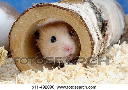 Golden Hamster, Mesocricetus auratus. View Large Photo Image Stock Image - Golden Hamster, Mesocricetus auratus.. Fotosearch