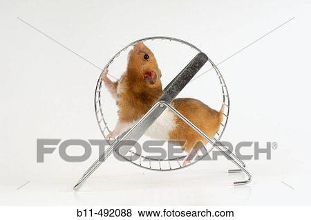 Golden Hamster, Mesocricetus auratus. View Large Photo Image Stock Photo - Golden Hamster, Mesocricetus auratus.. Fotosearch
