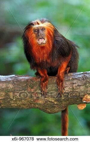 Golden-headed Lion Tamarin Leontopithecus chrysomelas, portrait View Large Photo Image Stock Photo - Golden-headed Lion Tamarin Leontopithecus chrysomelas, portrait. Fotosearch