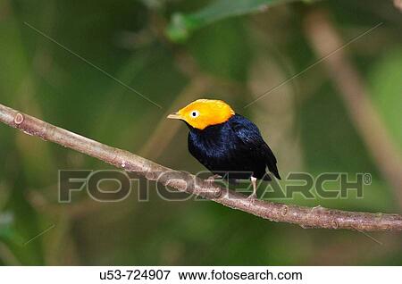 Stock Photo - Golden-headed Manakin, Pipra erythrocephala, male, front view. Fotosearch