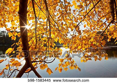 Golden leaves of a maple tree autumn backlit at Seneca Creek State Park, Montgomery County, Maryland, Mid-Atlantic, USA View Large Photo Image Stock Photography - Golden leaves of a maple tree autumn backlit at Seneca Creek State Park, Montgomery County, Maryland, Mid-Atlantic, USA. Fotosearch