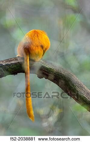 GOLDEN LION TAMARINLeontopithecus rosalia. Apenheul Zoo, Holland. View Large Photo Image Stock Image - GOLDEN LION TAMARINLeontopithecus rosalia. Apenheul Zoo, Holland.. Fotosearch