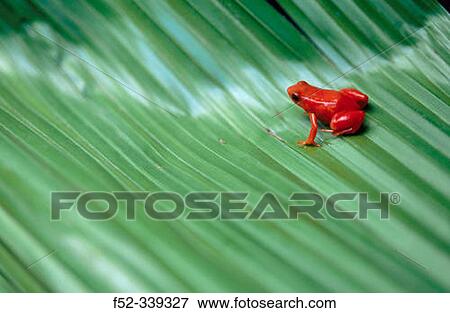 Golden Mantella (Mantella aurantiaca). Madagascar View Large Photo Image Stock Photo - Golden Mantella (Mantella aurantiaca). Madagascar. Fotosearch