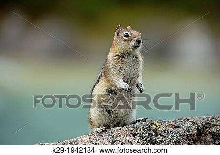 Golden mantled ground squirrel (Spermophilus lateralis), Jasper National Park, Alberta, Canada. View Large Photo Image Picture - Golden mantled ground squirrel (Spermophilus lateralis), Jasper National Park, Alberta, Canada.. Fotosearch