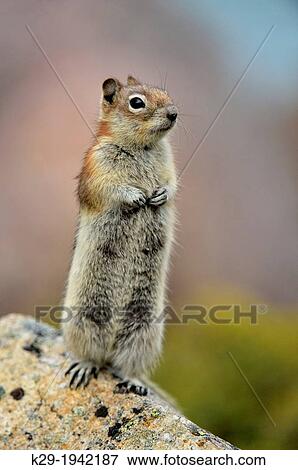 Golden mantled ground squirrel (Spermophilus lateralis), Jasper National Park, Alberta, Canada. View Large Photo Image Stock Photo - Golden mantled ground squirrel (Spermophilus lateralis), Jasper National Park, Alberta, Canada.. Fotosearch
