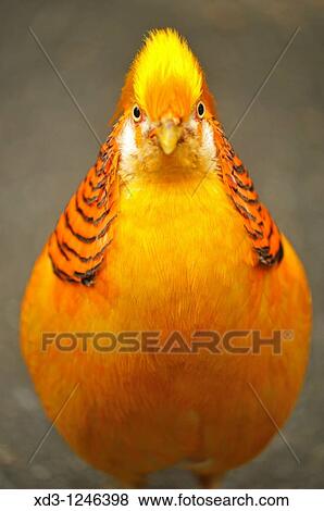 Stock Photo - golden or Chinese pheasant Chrysolophus pictus - native habitat mountainous areas of western China - Bloedel Conservatory, Queen Elizabeth Park, Vancouver, British Columbia, Canada. Fotosearch