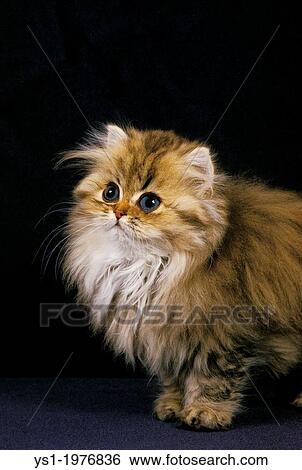 Golden Persian Domestic Cat, Kitten against black Background. View Large Photo Image Stock Photograph - Golden Persian Domestic Cat, Kitten against black Background.. Fotosearch