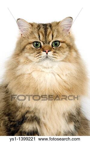 Golden Persian Domestic Cat, Portrait of Adult against White Background View Large Photo Image Stock Image - Golden Persian Domestic Cat, Portrait of Adult against White Background. Fotosearch